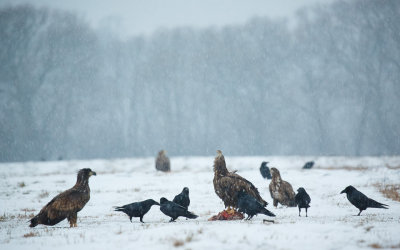 Zeearend / White-tailed Eagle