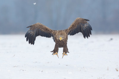 Zeearend / White-tailed Eagle