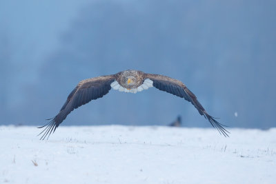 Zeearend / White-tailed Eagle