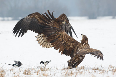 Zeearend / White-tailed Eagle