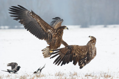 Zeearend / White-tailed Eagle