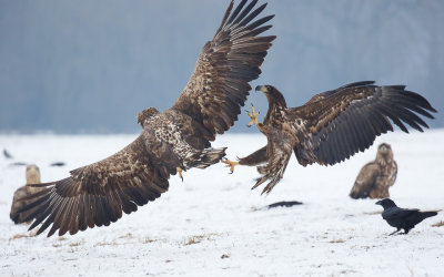 Zeearend / White-tailed Eagle