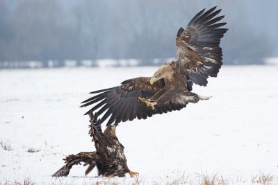 Zeearend / White-tailed Eagle