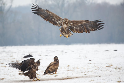 Zeearend / White-tailed Eagle