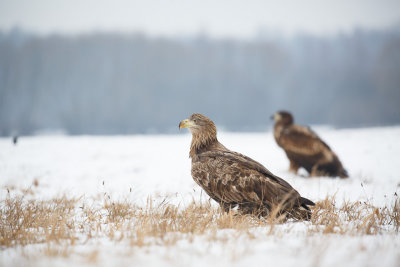 Zeearend / White-tailed Eagle