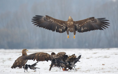 Zeearend / White-tailed Eagle