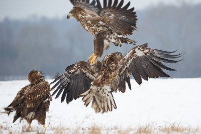 Zeearend / White-tailed Eagle