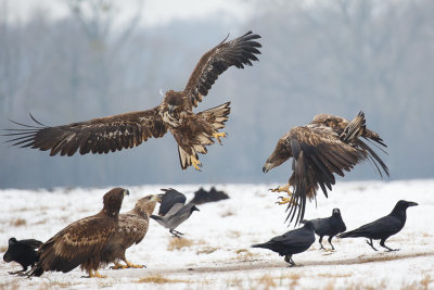 Zeearend / White-tailed Eagle