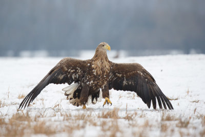 Zeearend / White-tailed Eagle