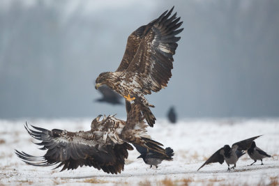 Zeearend / White-tailed Eagle