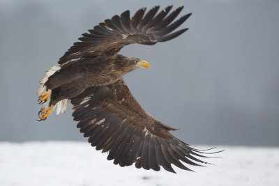 Zeearend / White-tailed Eagle