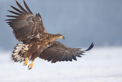 Zeearend / White-tailed Eagle