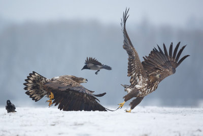 Zeearend / White-tailed Eagle