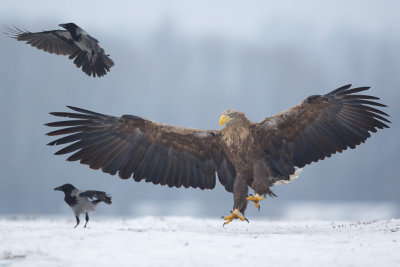 Zeearend / White-tailed Eagle