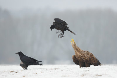 Zeearend / White-tailed Eagle