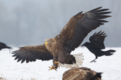 Zeearend / White-tailed Eagle