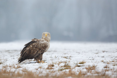 Zeearend / White-tailed Eagle