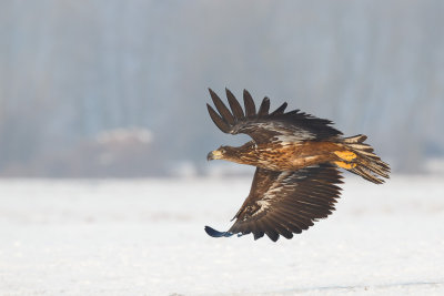 Zeearend / White-tailed Eagle