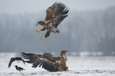 Zeearend / White-tailed Eagle