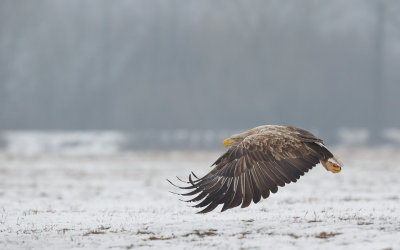 Zeearend / White-tailed Eagle