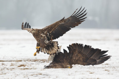 Zeearend / White-tailed Eagle