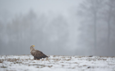 Zeearend / White-tailed Eagle