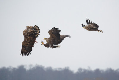 Zeearend / White-tailed Eagle