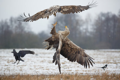 Zeearend / White-tailed Eagle