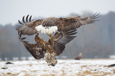 Zeearend / White-tailed Eagle