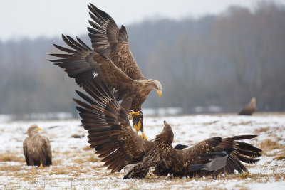 Zeearend / White-tailed Eagle