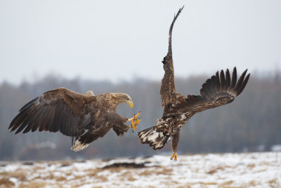 Zeearend / White-tailed Eagle