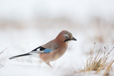 Gaai / Eurasian Jay