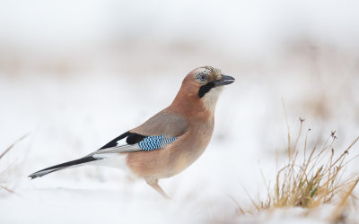 Gaai / Eurasian Jay