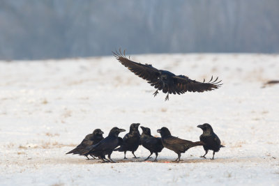 Raaf / Common Raven