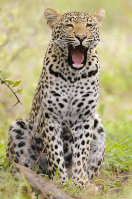 Luipaard / Leopard