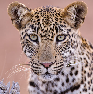 Luipaard / Leopard