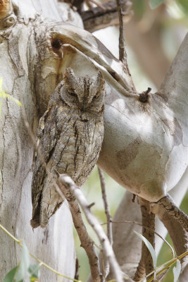 Dwergooruil / Eurasian Scops-Owl / Otus scops