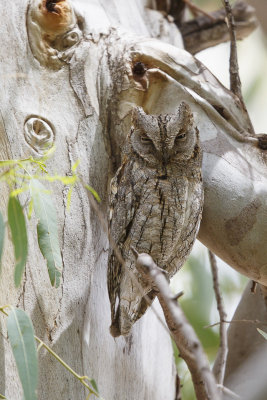 Dwergooruil / Eurasian Scops-Owl / Otus scops