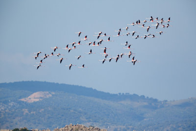 Flamingo / Greater Flamingo / Phoenicopterus ruber