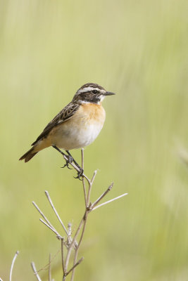 Paapje / Whinchat / Saxicola rubetra, 