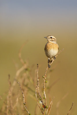Paapje / Whinchat / Saxicola rubetra, 