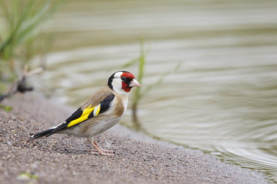 Putter / European Goldfinch / Carduelis carduelis