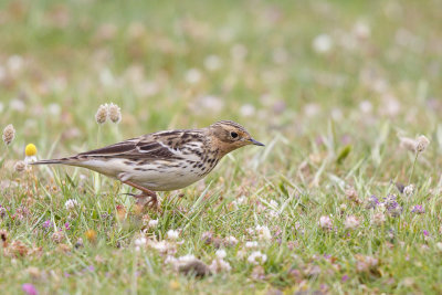 Roodkeelpieper / Red-throated Pipit / Anthus cervinus 
