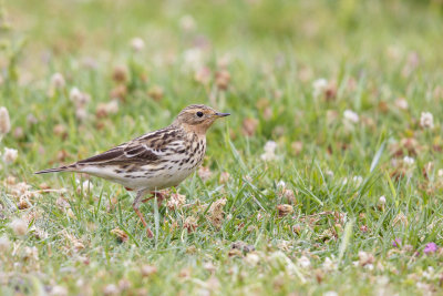 Roodkeelpieper / Red-throated Pipit / Anthus cervinus 