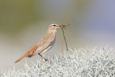 Rosse Waaierstaart / Rufous-tailed Scrub-Robin / Cercotrichas galactotes