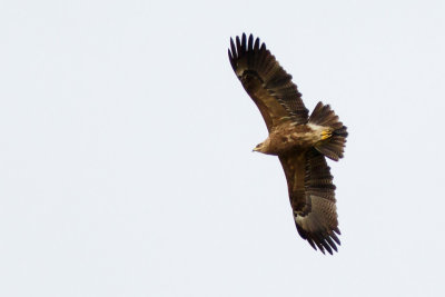 Schreeuwarend / Lesser Spotted Eagle / Aquila pomarina
