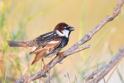 Spaanse Mus / Spanish Sparrow / Passer hispaniolensis