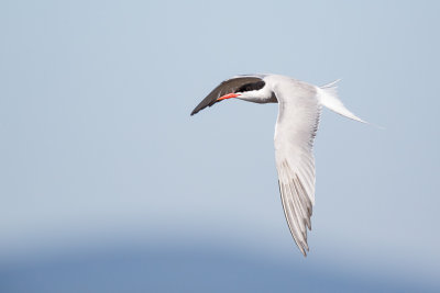 Visdief / Common Tern / Sterna hirundo, 