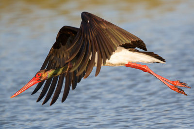 Zwarte Ooievaar / Black Stork / Ciconia nigra