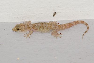 Europese tjitjak / Mediterranean house gecko / Turkish gecko / Hemidactylus turcicus